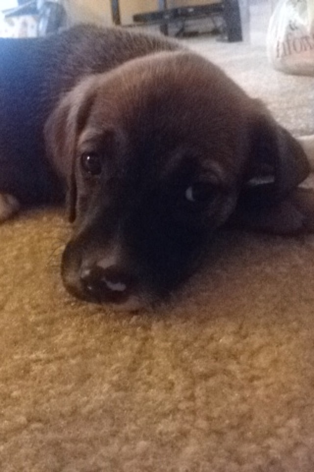 willie